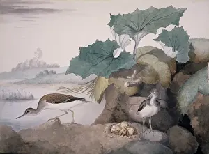 British Animal Illustrations Drucke: Actitis hypoleucos, common sandpiper