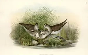 Drucke von Tafel 58 aus Johns Goulds Die Vögel Großbritanniens, Band IV (1873). Händig farbierter Lithografie Flussuferläufer Drucke: Sanddunnerschwalbe ( Actitis hypoleucos )