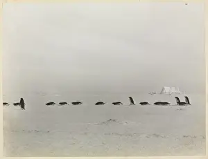 British Antarctic Expedition Photos Drucke: Adeliee Penguin group