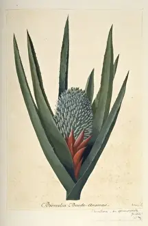 South American Plant Drucke: Aechmea sphaerocephala