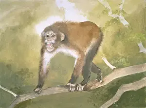 Tropical Rainforest Mammals Drucke: Aegyptopithecus zeuxis