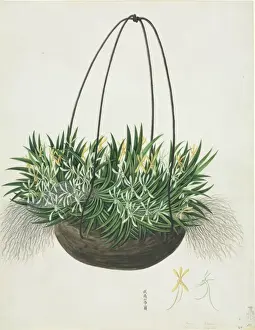 Botanical Drawings China Drucke: Aerangis sp