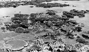 Coral Reef Invertebrates Drucke: Aerially exposed corals
