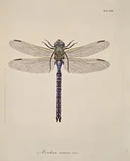 Aeshna spezifische Dragonfliegen