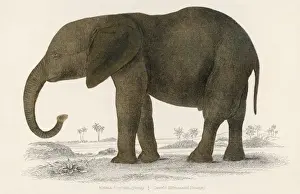 Afrikanischer Elefant