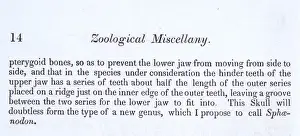 Zoological Miscellany Images Drucke: Agama by John Edward Gray