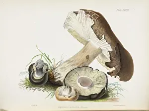 Bracket Fungi Species Drucke: Agaricus adustus