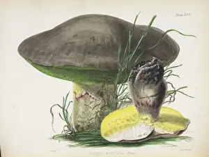 Amanita muscaria