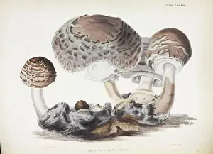 Fruiting Body Fungus Drucke: Agaricus rachodes