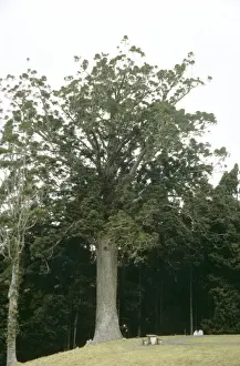 Pinaceae Family Drucke: Agathis australis, kauri pine