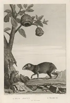 AGOUTI