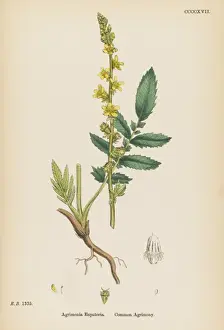 Medicinal Herbs Images Drucke: Agrimonia Eupatoria