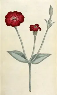 Historical Plants Drucke: Agrostemma Coronaria