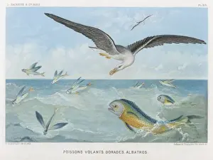 Albatros/Fisch/Fredol