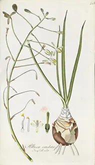 Historical Botanical Prints Online Drucke: Albuca caudata