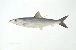 Gerahmter Druck : Blaulippenwulf, Knochenfisch Gerahmter Druck : Blaulippenwulf, Knochenfisch