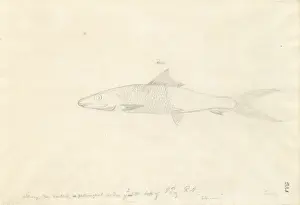Albula vulpes, bonefish