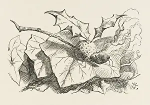 Alice / Feuerdrachenfliege