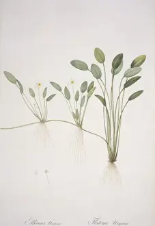 Pierre Joseph Redoute Prints Drucke: Alisma natans