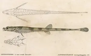 Historical Marine Life Drucke: Alligator Fish
