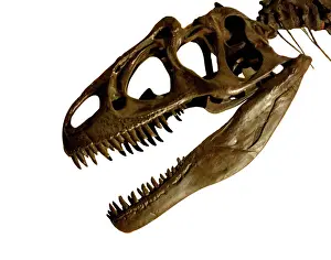 Drucke von Ein Detail der Schädel des Allosaurus, dem oberjuraischen Raubtierdinosaurier Falkirk Drucke: Allosaurus-Rückenmark