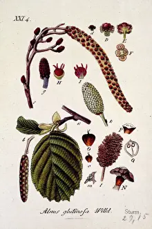 Drucke von Eine Illustration von Äpfeln und Blättern des Altholzes aus der Naturhistorischen Sammlung, Botanische Bibliothek Platten-Sammlung Botanische Drucke: Alnus glutinosa (Wild.) XXI 4, Eiche