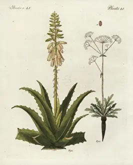 Aloe vera und Asafotidin; FERULA ASSAFOTIDA