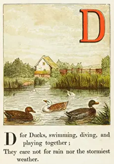 Alphabet/D für Enten