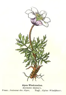 Alpine Anemone Drucke: Alpine Anemone