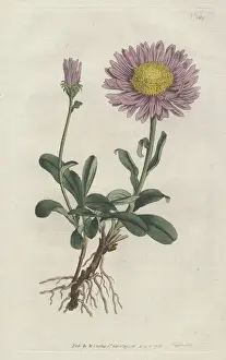 Historical Botanical Art Drucke: Alpine aster, Aster alpinus