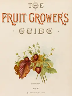 Wild Strawberries Drucke: Alpine Strawberries