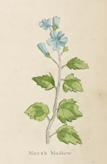 Medicinal Herbs Pictures Drucke: Althaea Officinalis