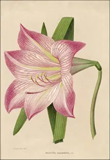 Amaryllis Flower Drucke: Amaryllis Marmorata