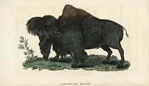 Naturalists Pocket Magazine Prints Drucke: American bison, Bison bison