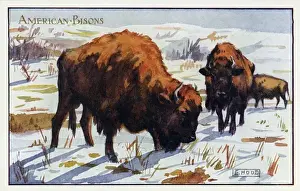 Vintage Wildlife Prints Drucke: American bisons