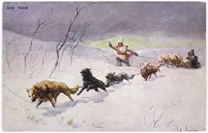 amerikanischer Hundzug