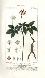 Botanisch Drucke: Amerikanischer Ginseng, Panax quinquefolius