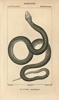Stipple Engraving Techniques Used Drucke: Amethystine or scrub python, Morelia amethistina