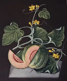 Angiosperm Flowering Plants Drucke: Amicua melon