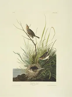 Double Elephant Folio Prints Drucke: Ammodramus caudacutus, saltmarsh sharp-tailed sparrow