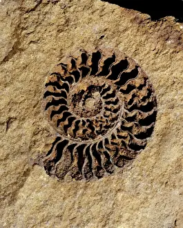 Jurassic Period Marine Life Drucke: Ammonite internal cast