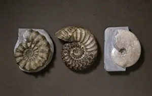 Lyme Regis Fossils Drucke: Ammonite selection