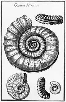 Extinct Ammonites Drucke: Ammonites