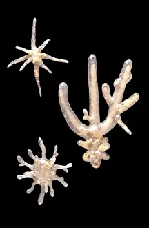 Ameoba Proteus, Ameben
