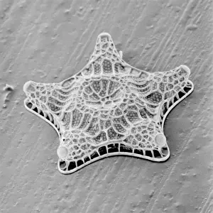 Amphitretas, Diatomaeaner