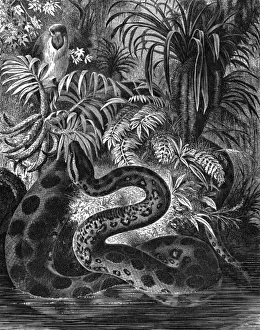 Anaconda