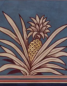 Ananas comosus, Ananassorte (Erdbeeren-Pineapple)
