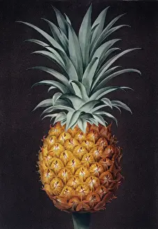 Drucke von Eine Illustration einer Ananas aus dem Blatt LXIV eines von Georg Brookshaw veröffentlichten Bandes befindet sich im Naturhistorischen Museum zu London und wird der Öffentlichkeit zugänglich gemacht B Drucke: Ananas comosus, Banane