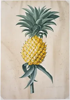 Drucke von Aus einer Sammlung ursprünglicher Zeichnungen und Skizzen von Georg Dionysius Ehret. Gezeigt im Botanischen Bibliothek des Naturhistorischen Museums zu London Georg Dionysius Ehret Drucke: Kanari ananas