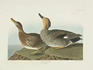 Double Elephant Folio Engravings Drucke: Anas strepera, gadwall